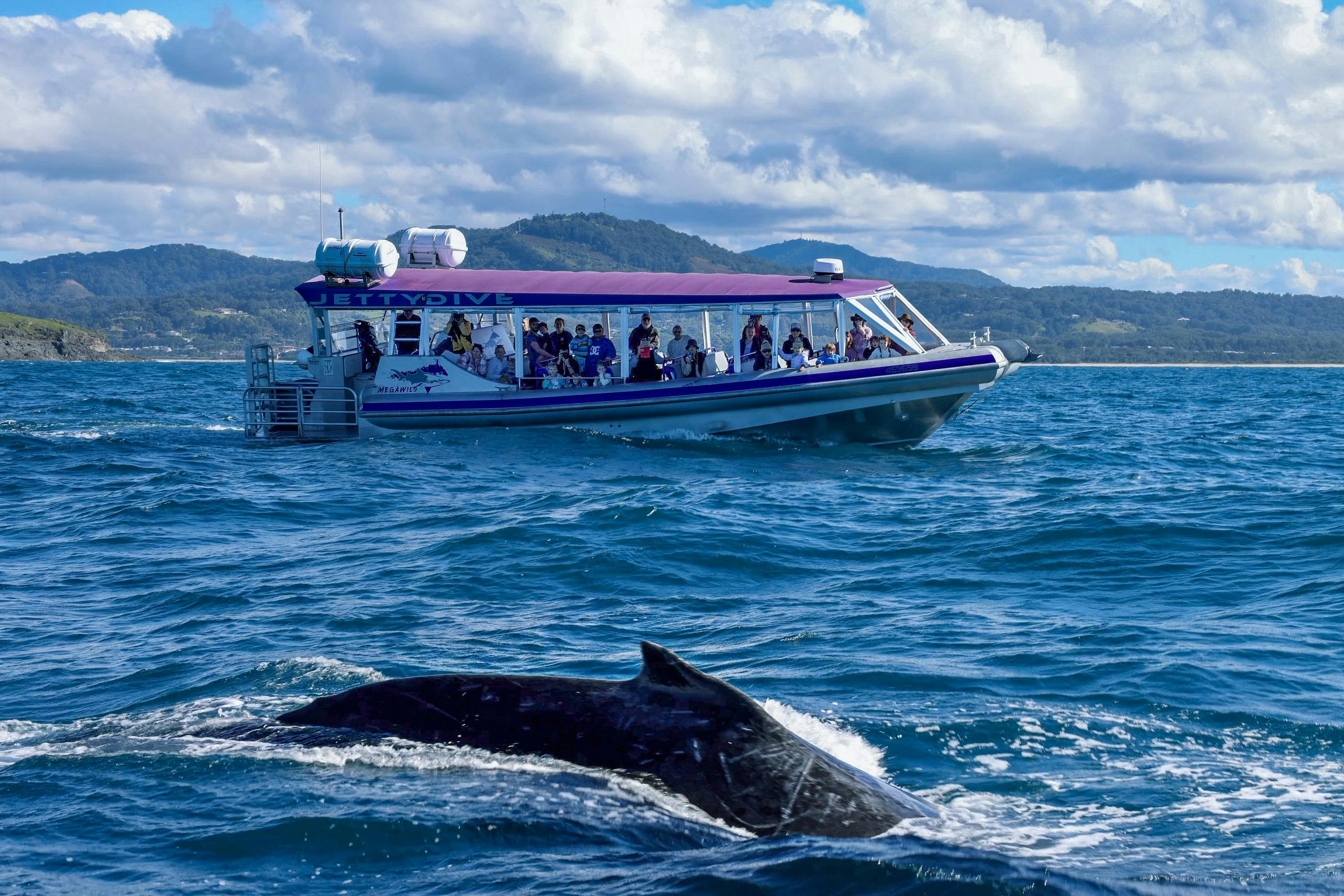 Whale watching  Coffs Harbour
