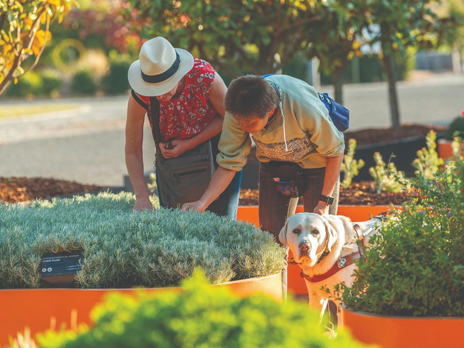 Two adults bending over the sensory garden accompanied by a guide dog