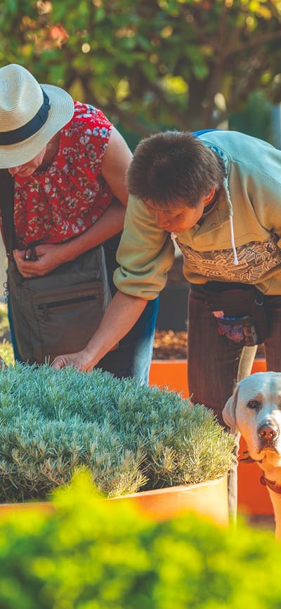 Two adults bending over the sensory garden accompanied by a guide dog