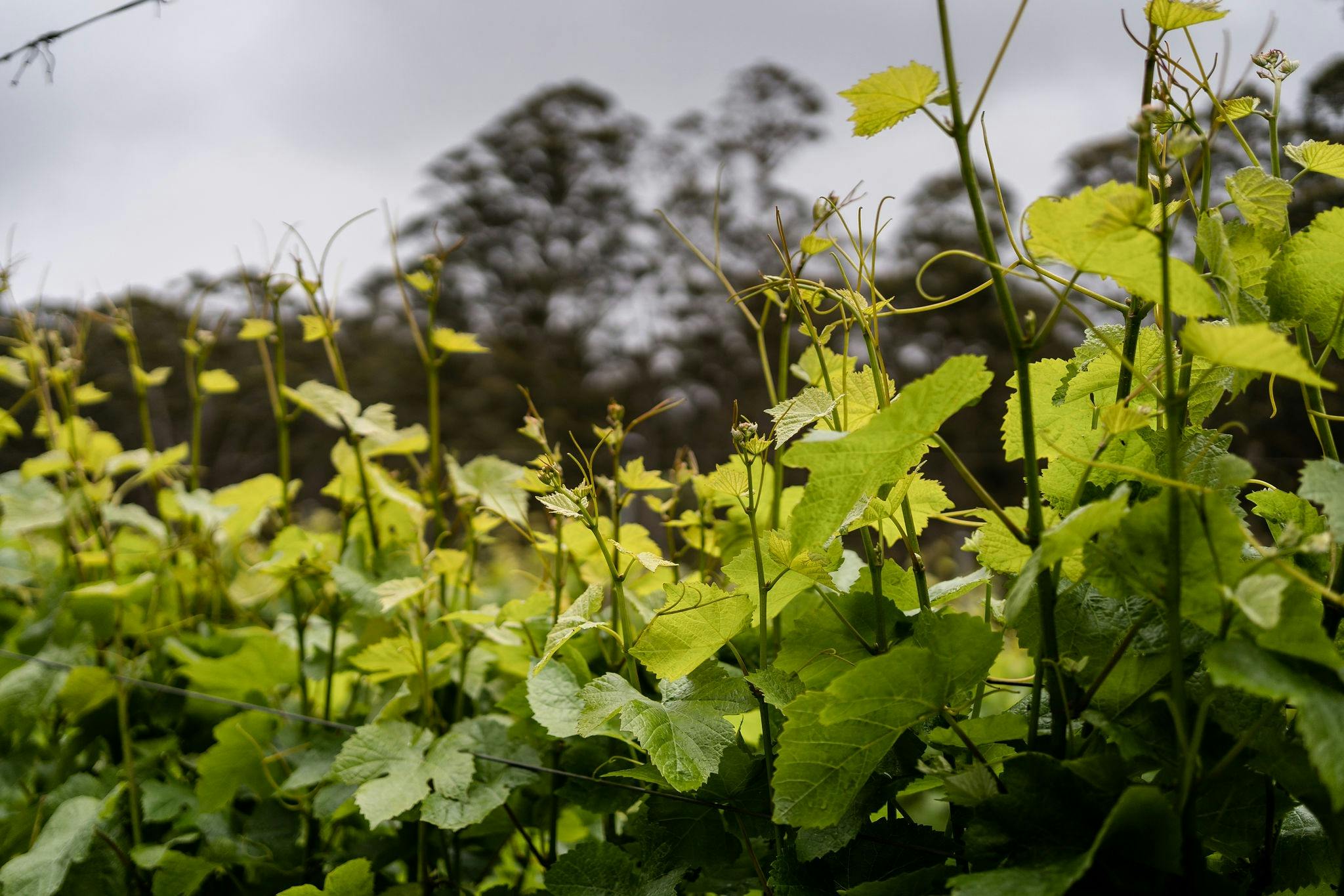 Paul Nelson Wines