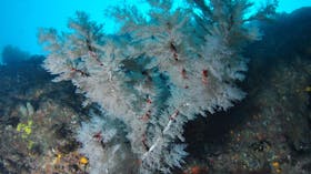 Middle Reef Dive Site