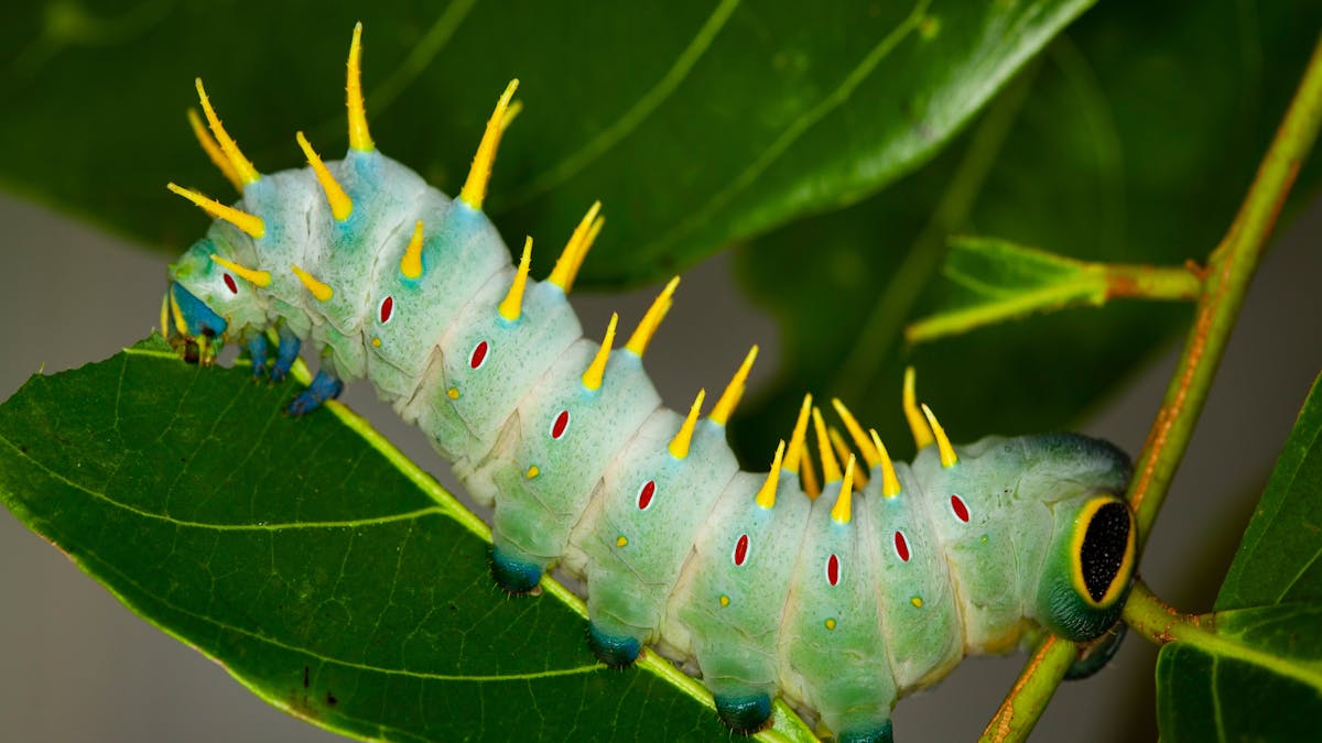 Hercules Moth Caterpillar, on a plant, pale green in colour, with yellow spikes all of the body.
