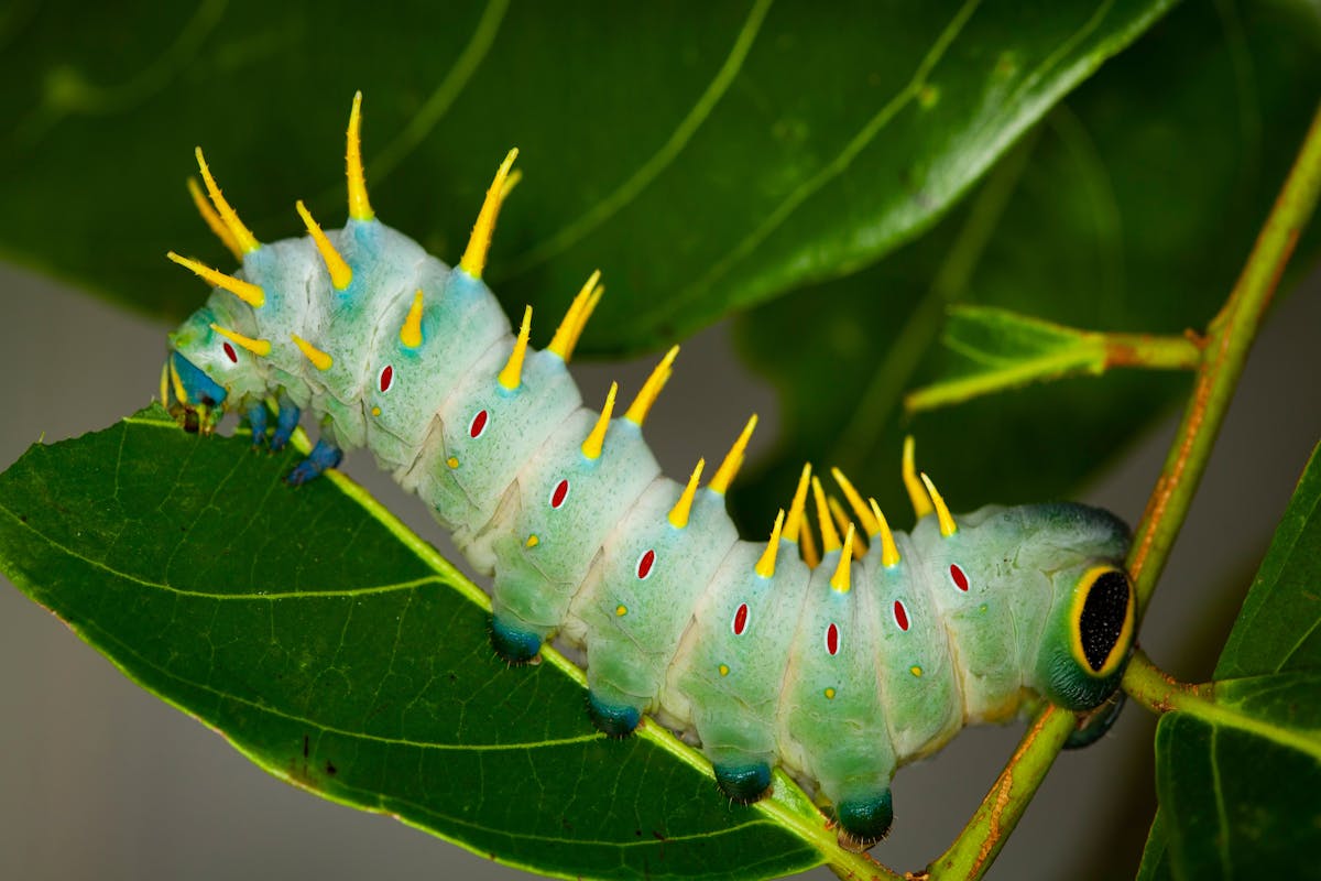 Hercules Moth Caterpillar