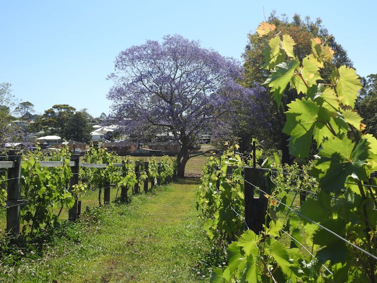 Spring in the Vineyard