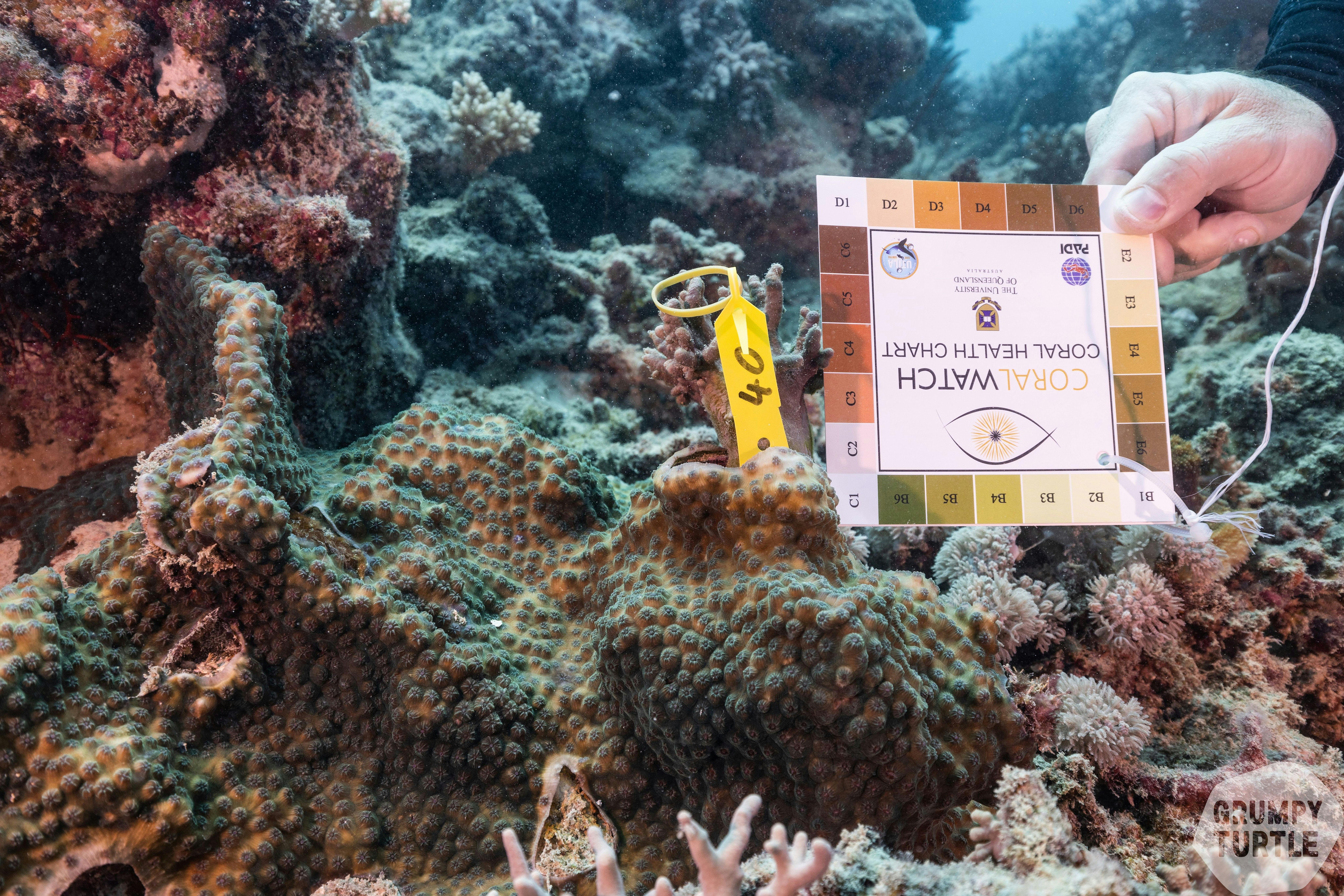 Coral Health Watch