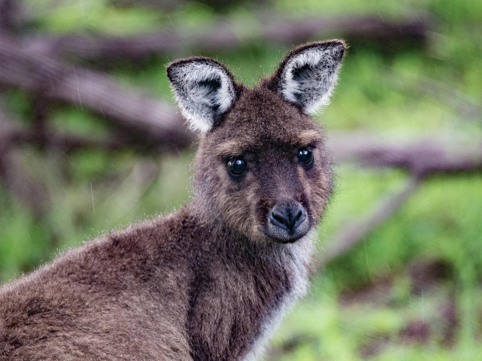 Kangaroo