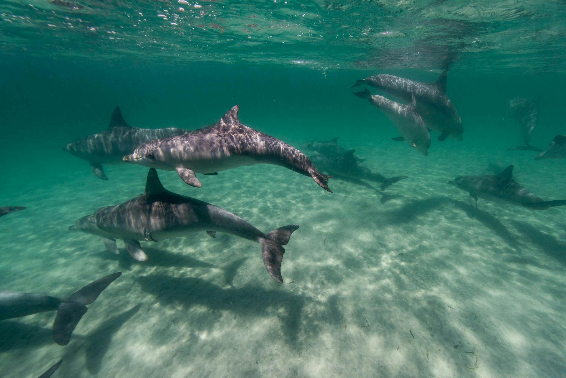 Private Swim with Dolphin Tours