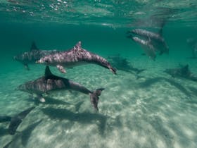 Just a few of the friendly dolphins