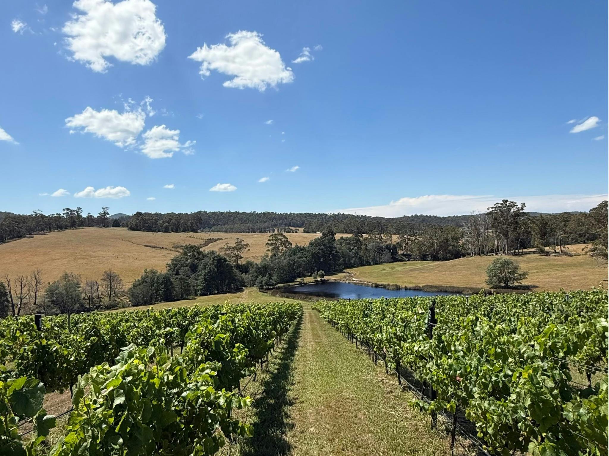 Sunny day on the vines
