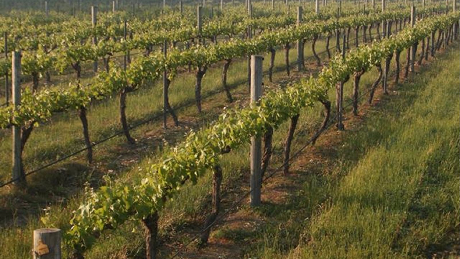 Cape Grace Wines Cellar Door