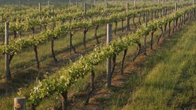 Cape Grace Wines Cellar Door