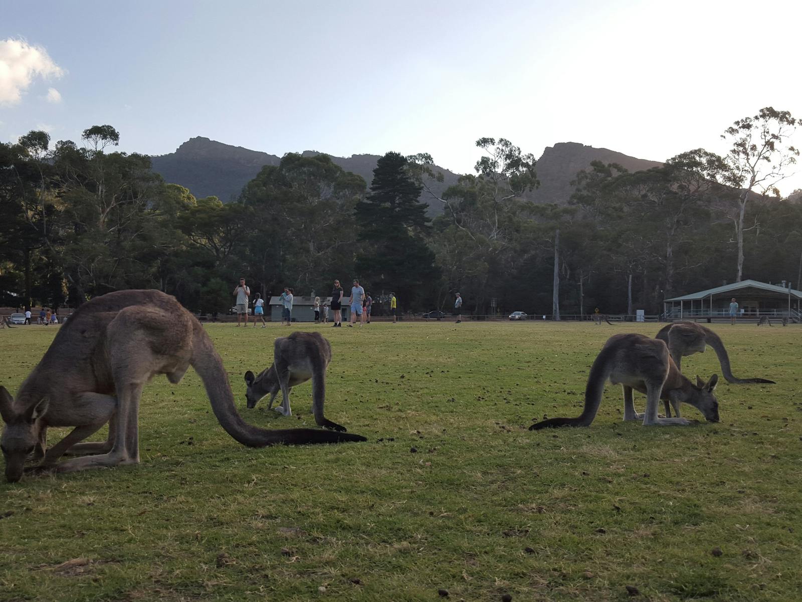 Kangaroos in Halls Gap - Grampians