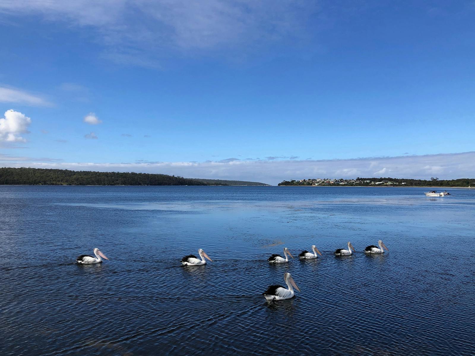 Pelicans on Georges Bay St Helens. Calypso Beach House.