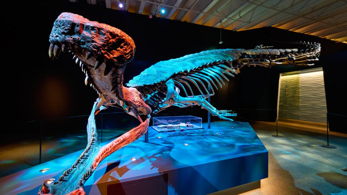 A model crocodile skeleton is displayed with moody lighting in a large museum gallery space A model crocodile skeleton is displayed with moody lighting in a large museum gallery space