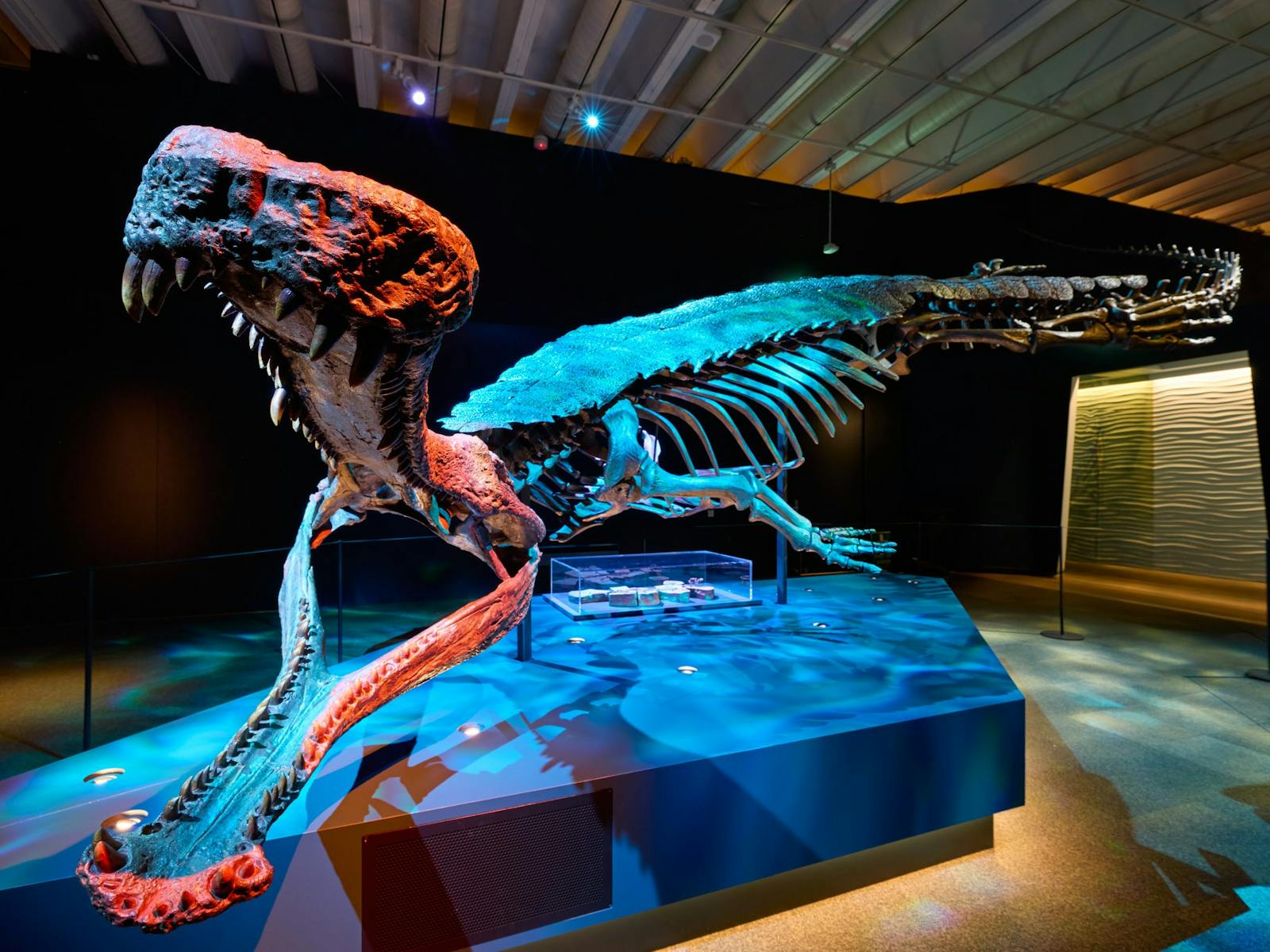 A model crocodile skeleton is displayed with moody lighting in a large museum gallery space A model crocodile skeleton is displayed with moody lighting in a large museum gallery space