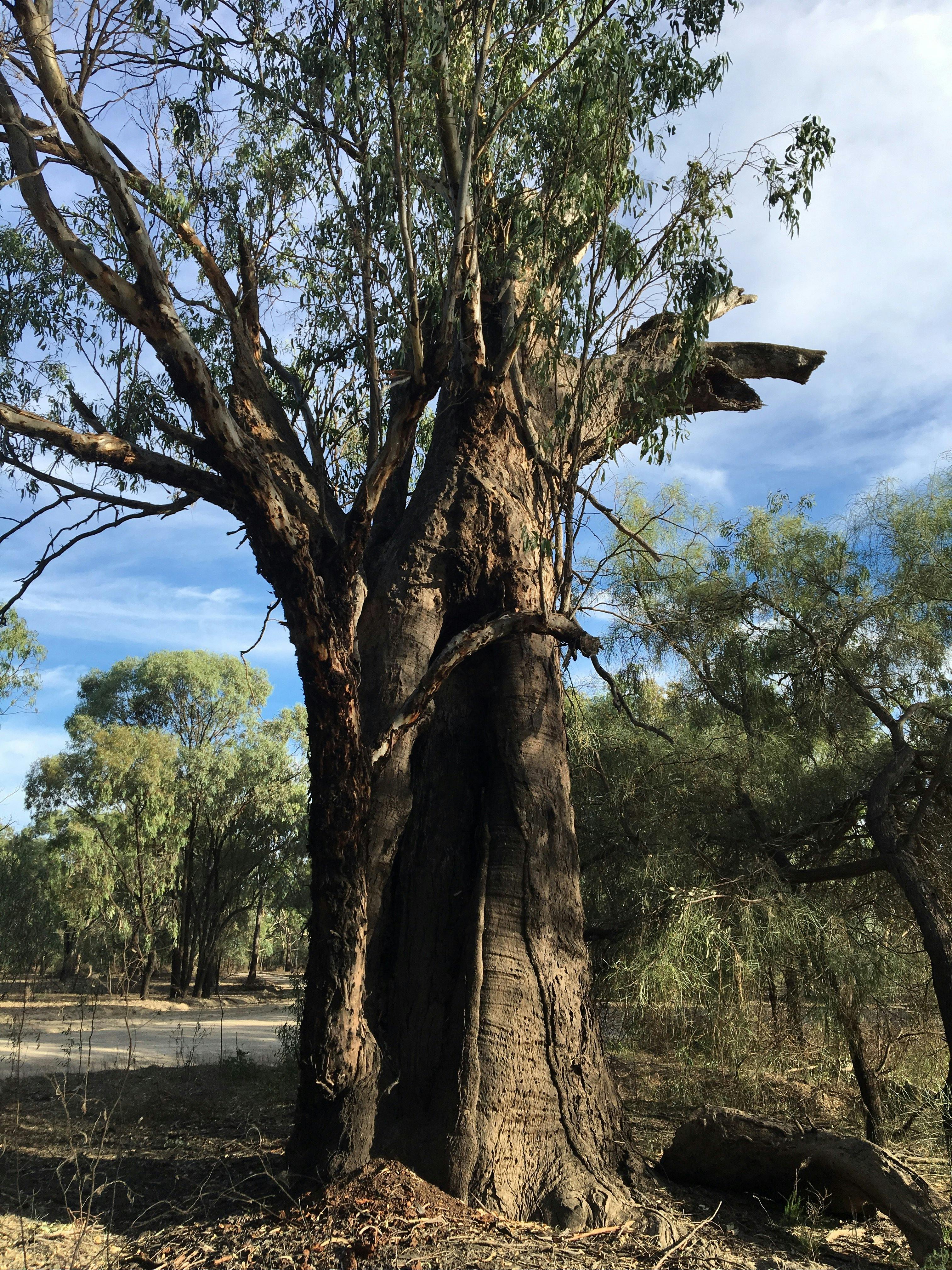 Ancient scar tree close to Mildura