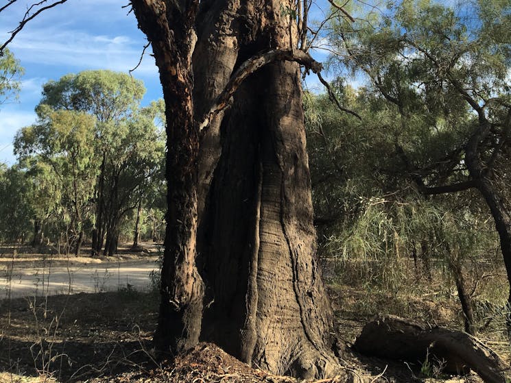Ancient scar tree close to Mildura