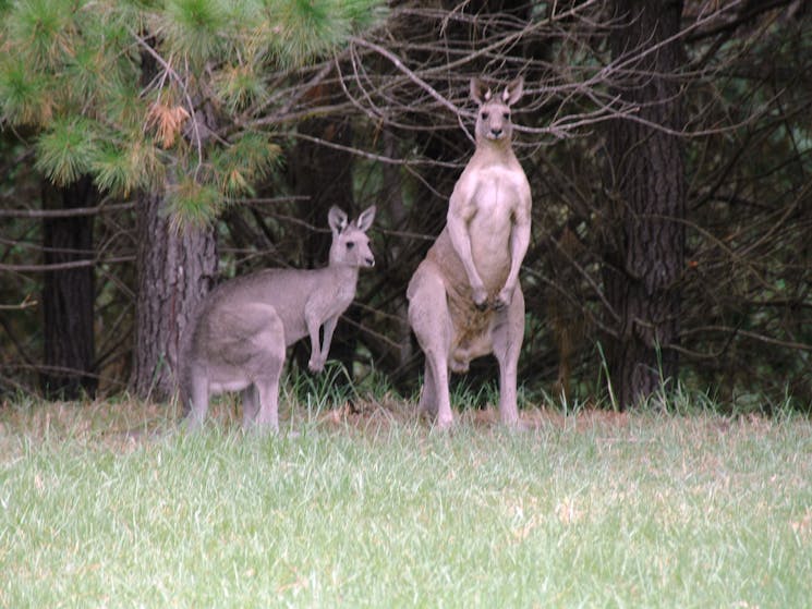 Some of the locals