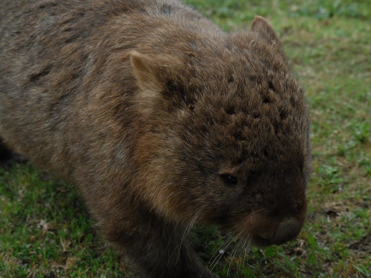 wild wombat