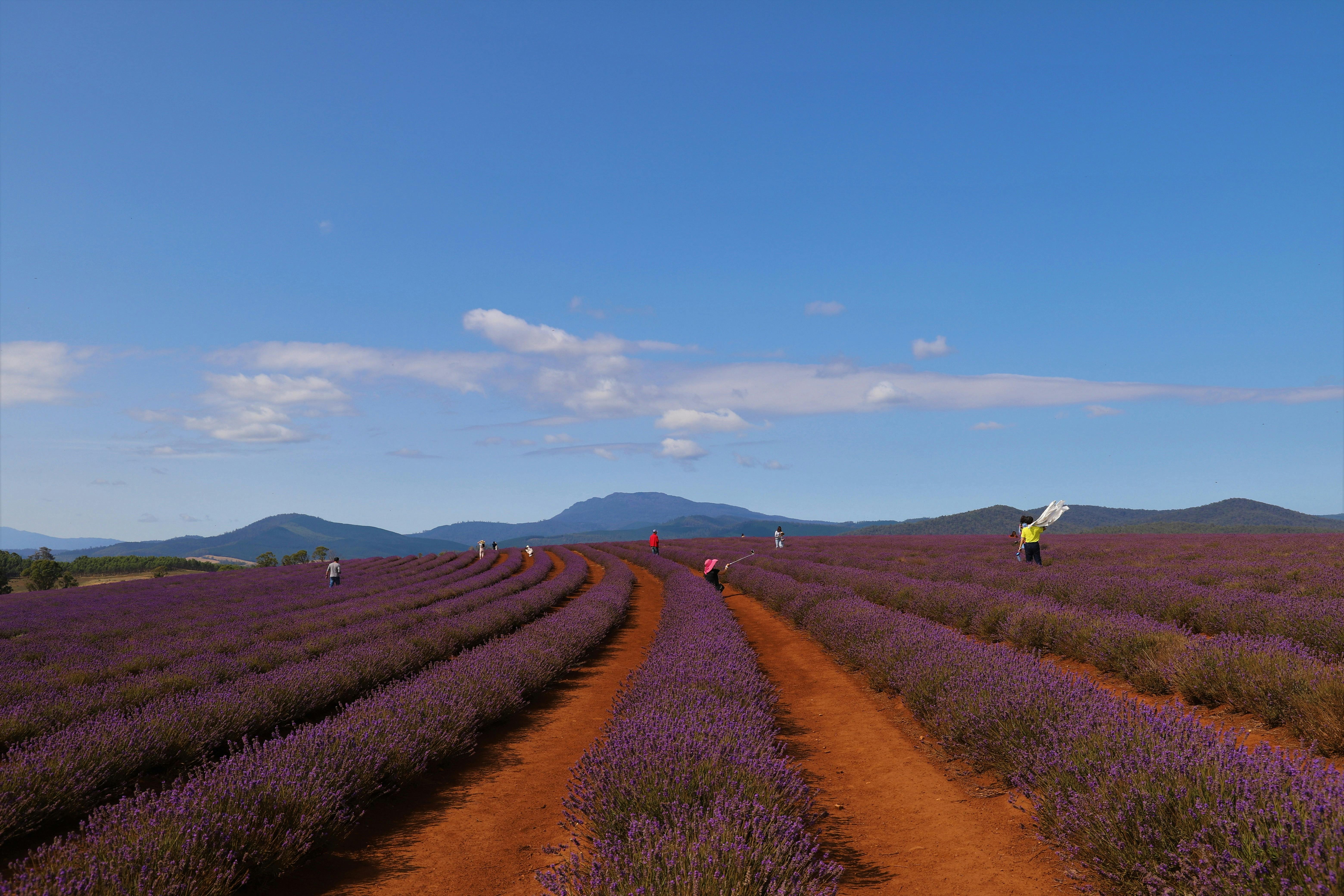 Bridestowe Lavender Farm Launceston