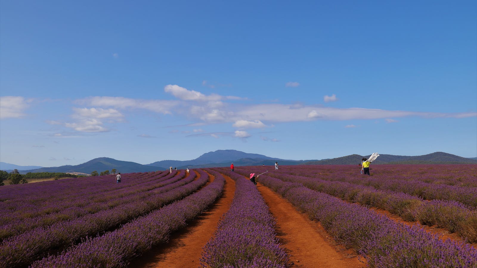 Lavender Farm
