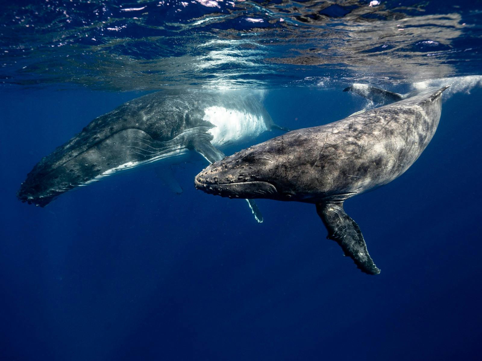 Whales, Waves & Wilderness