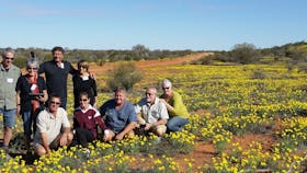 Wildflowers in the outback