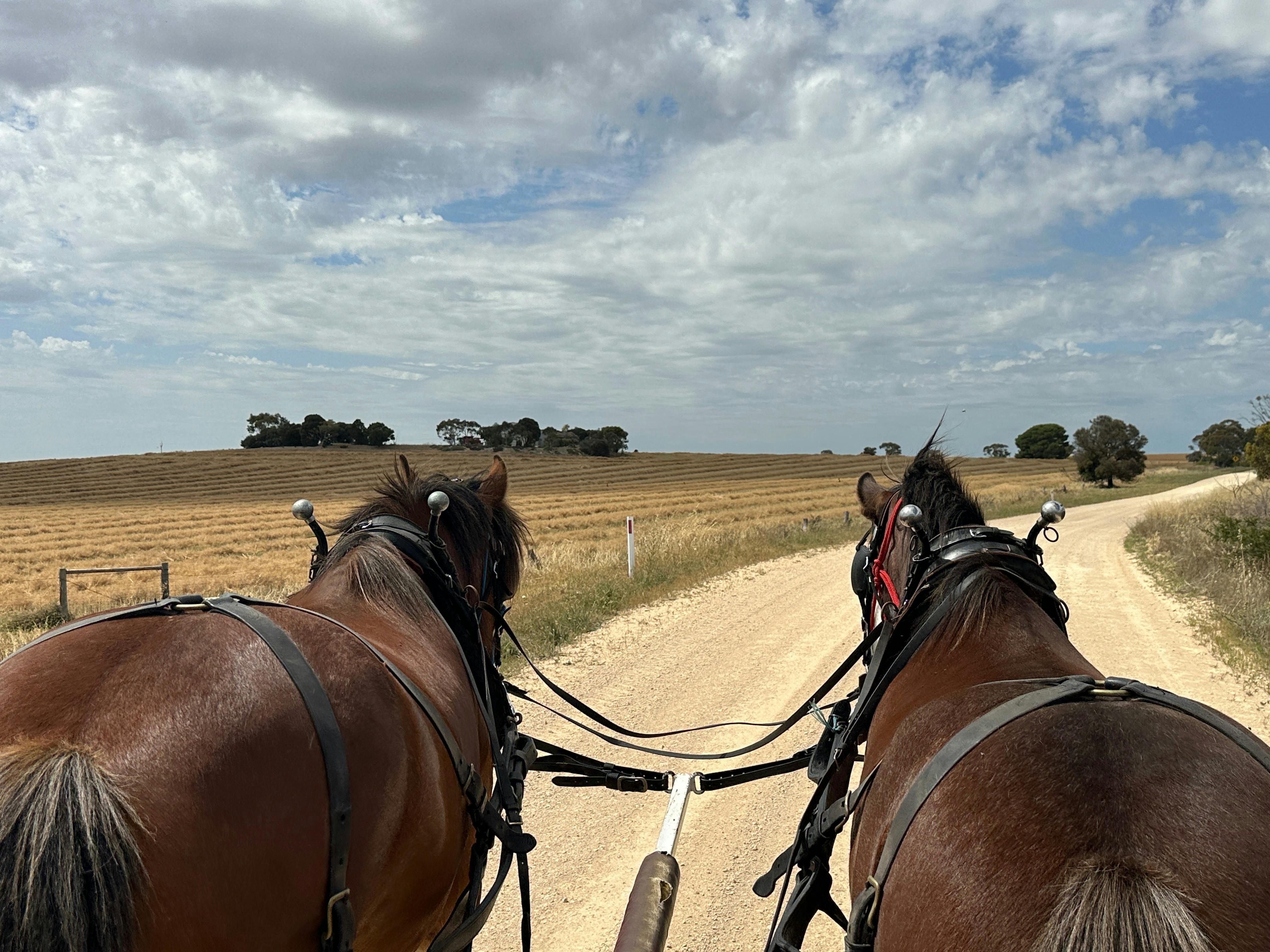 Budget Friendly Carriage Ride