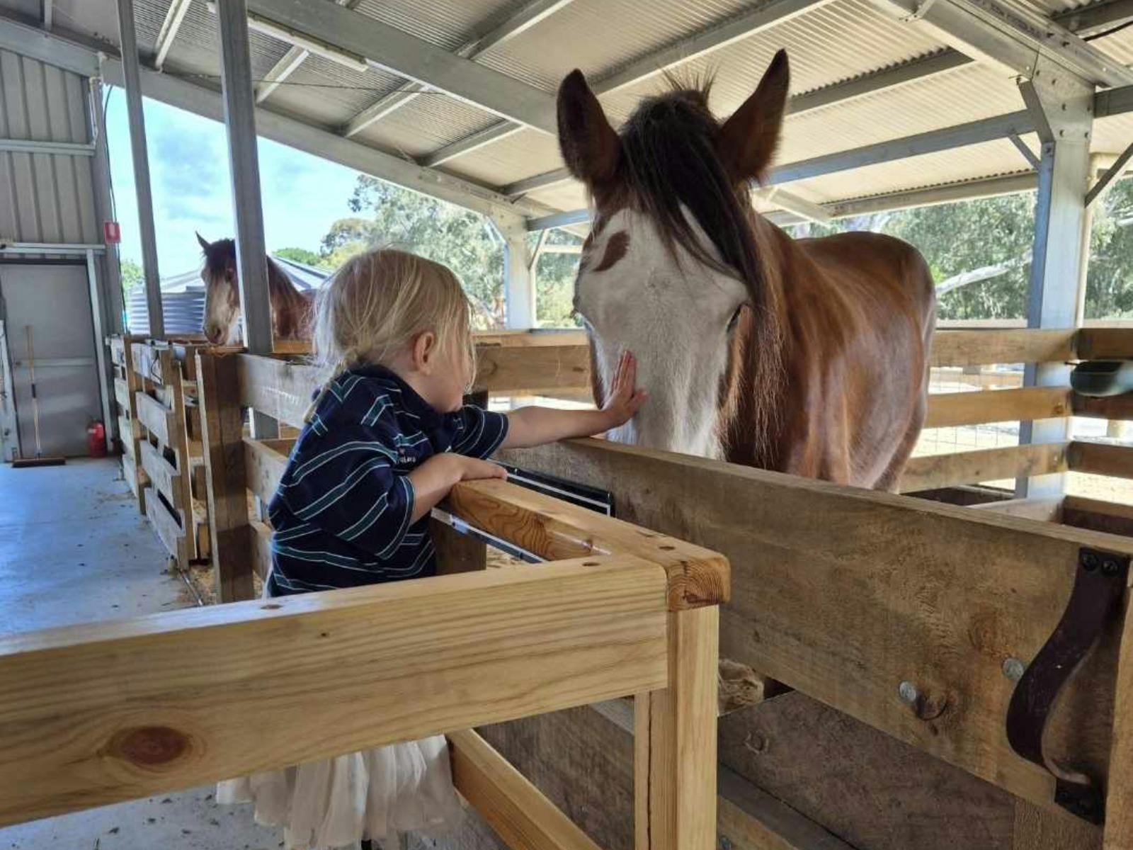Junior on stand meeting Clydesdale