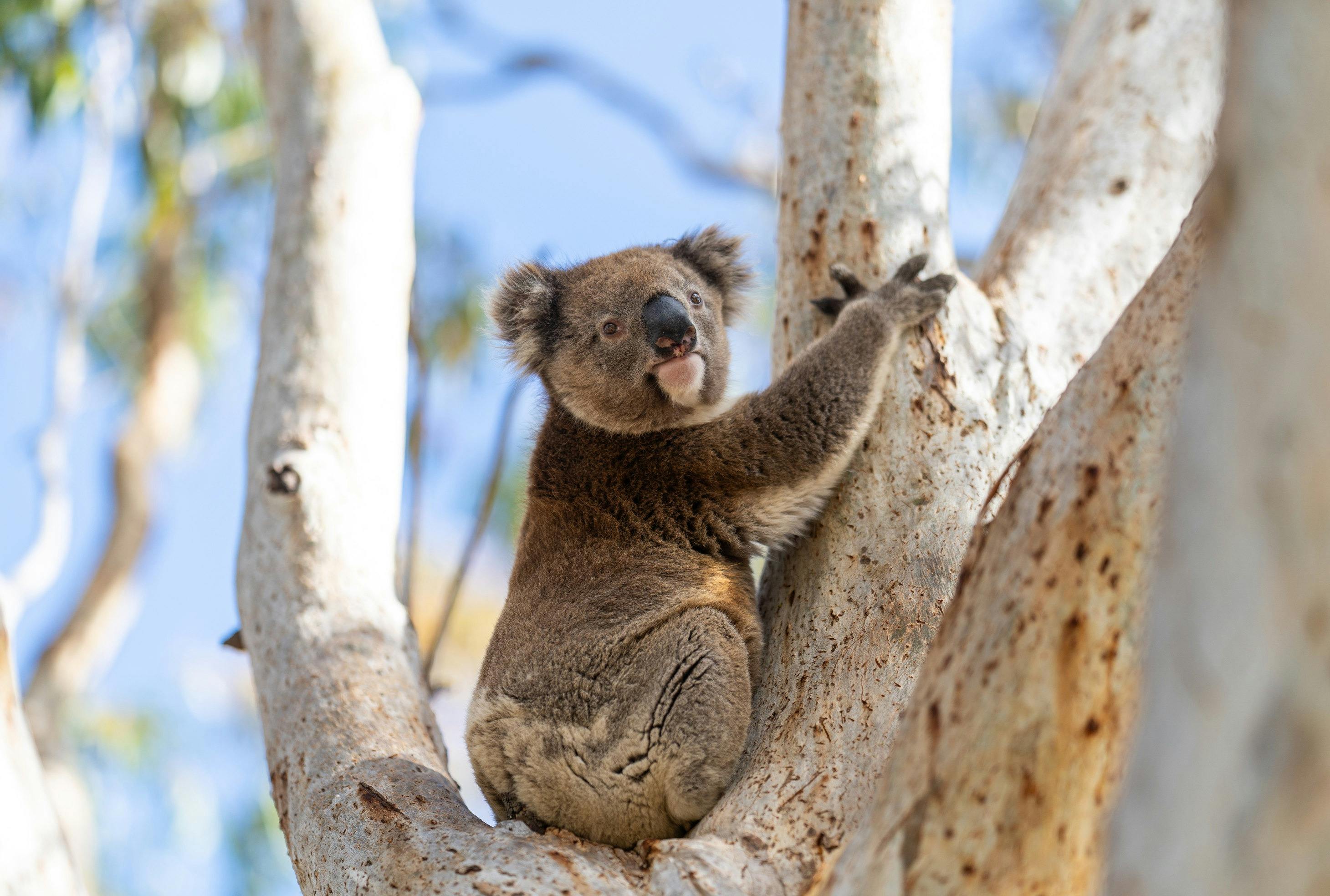Port Lincoln Mikkira Station Wild Koala Safari Tour