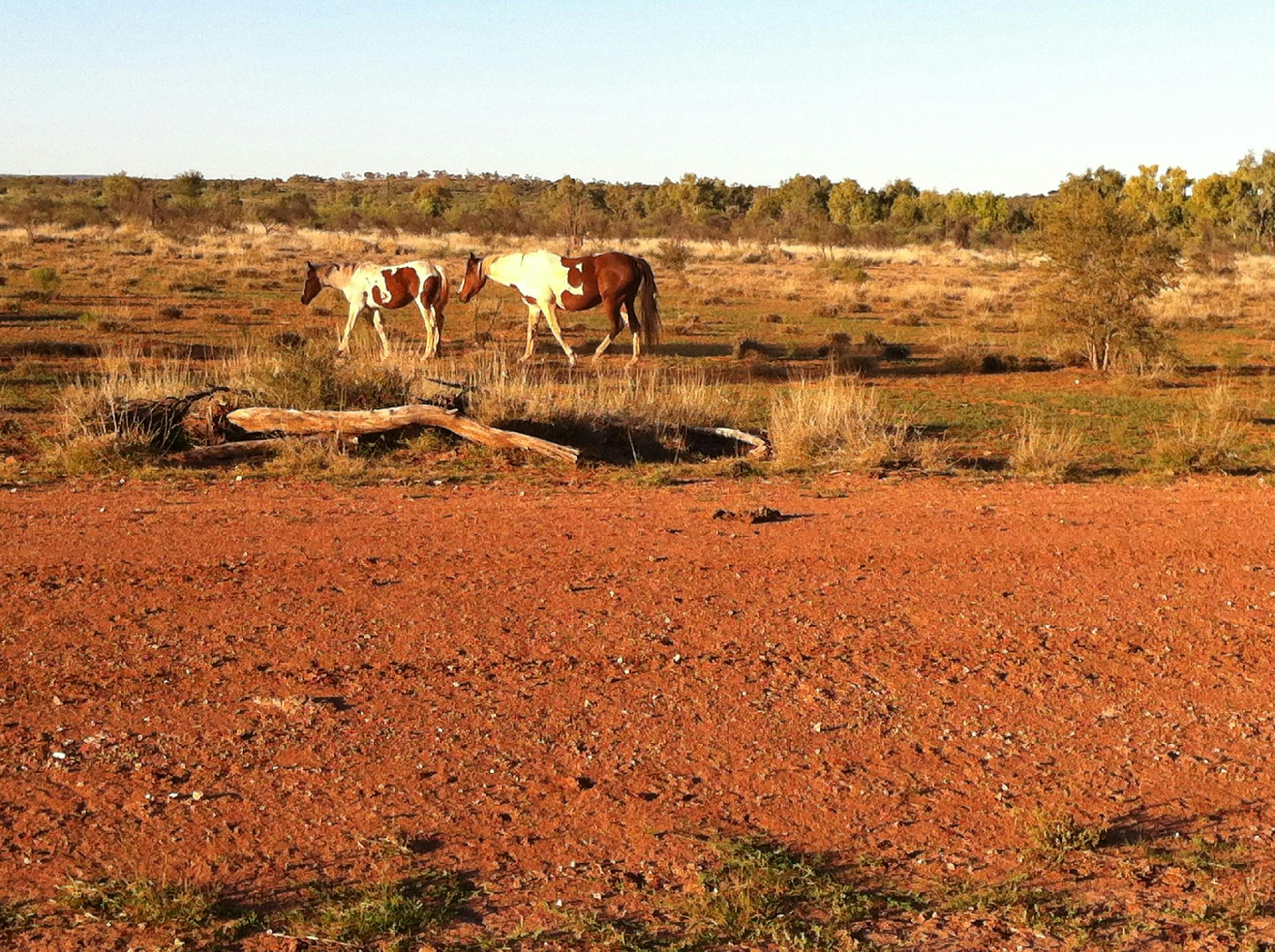 Wild Brumbies