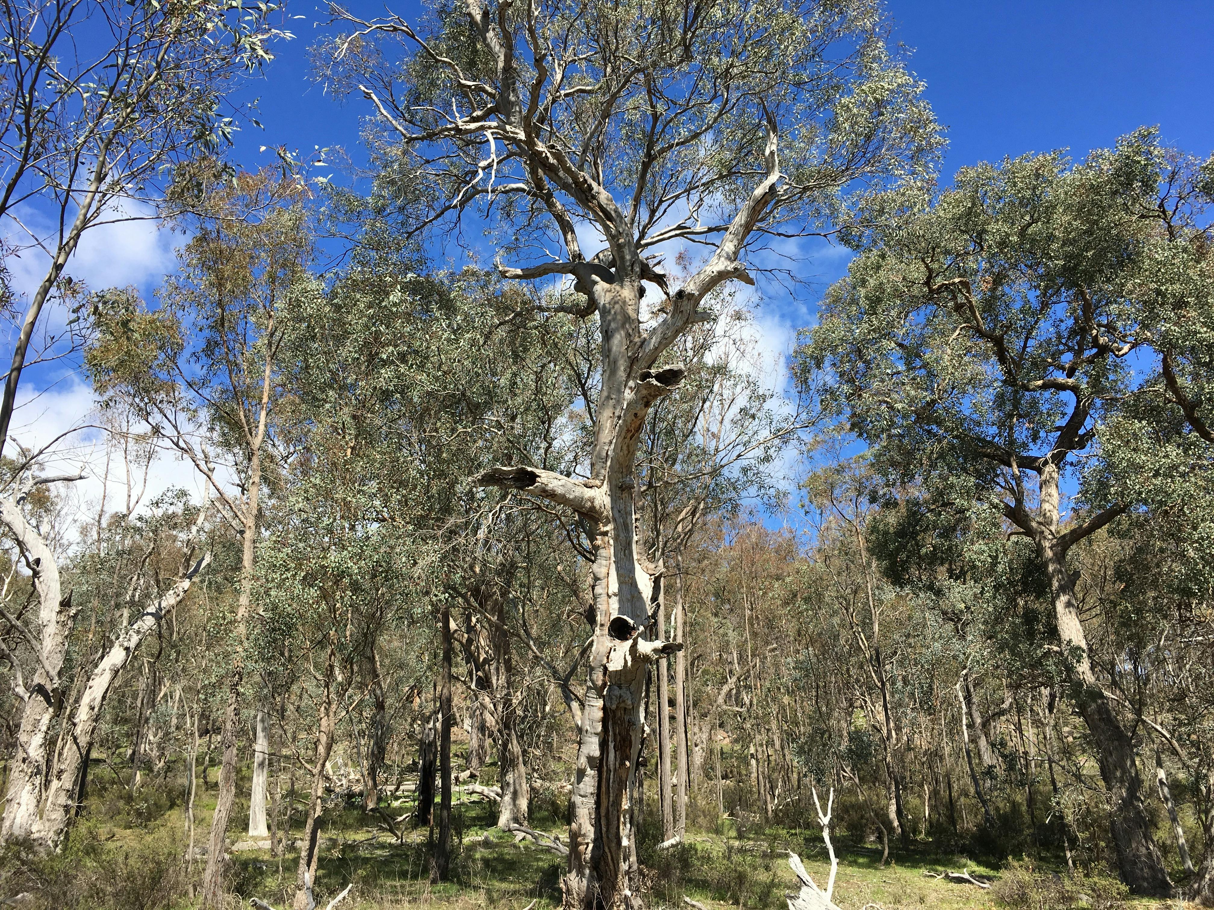 Gums in the Warby Ovens National Park