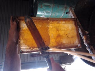 Mogo Village Honey Beekeeping Tours