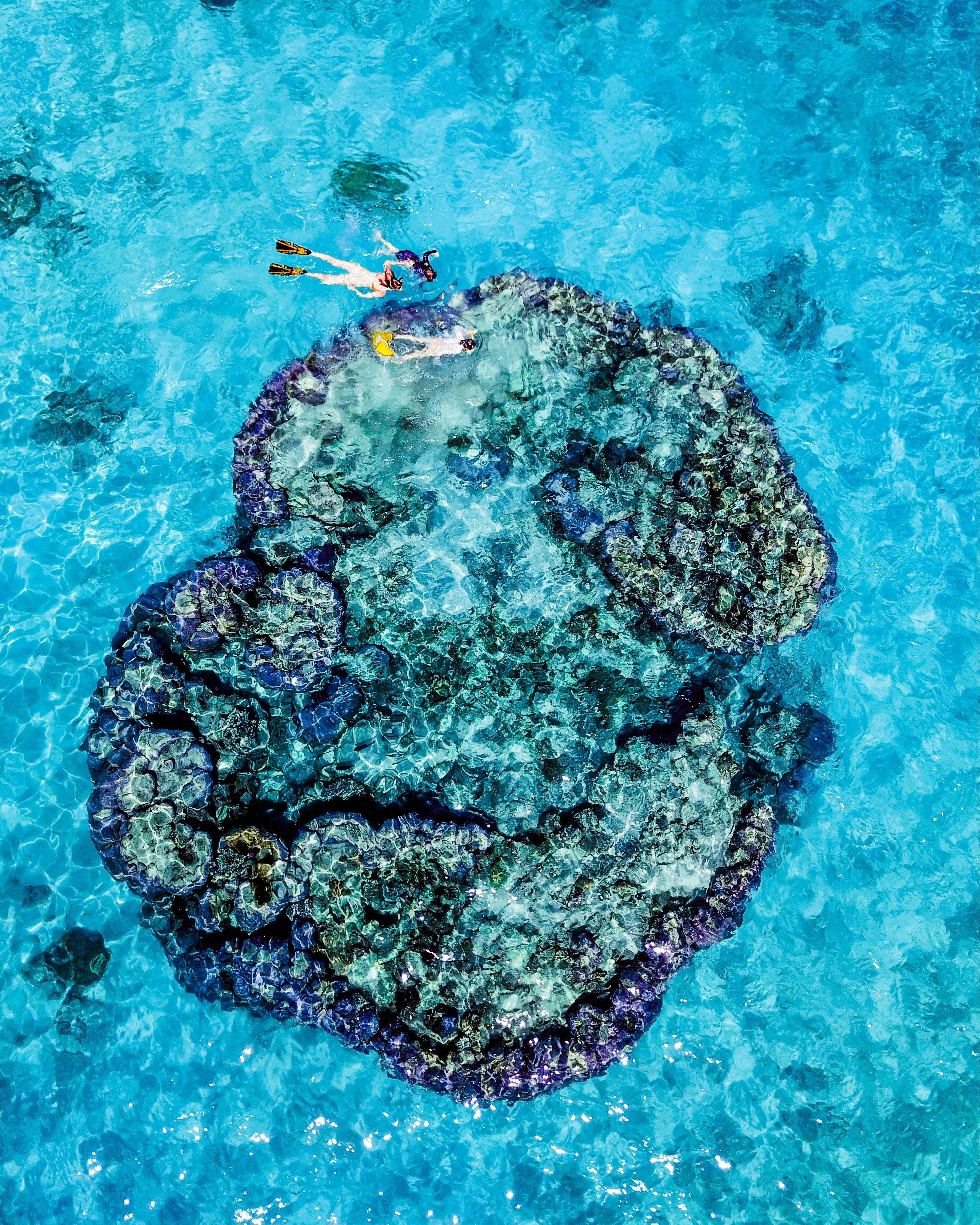 Snorkelling a giant coral bommie