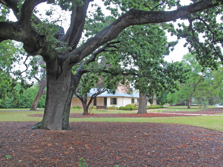 Hambledon Cottage framed by English Oak planted in 1817