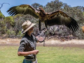 Guide holding wedgetail eagle with full wing span