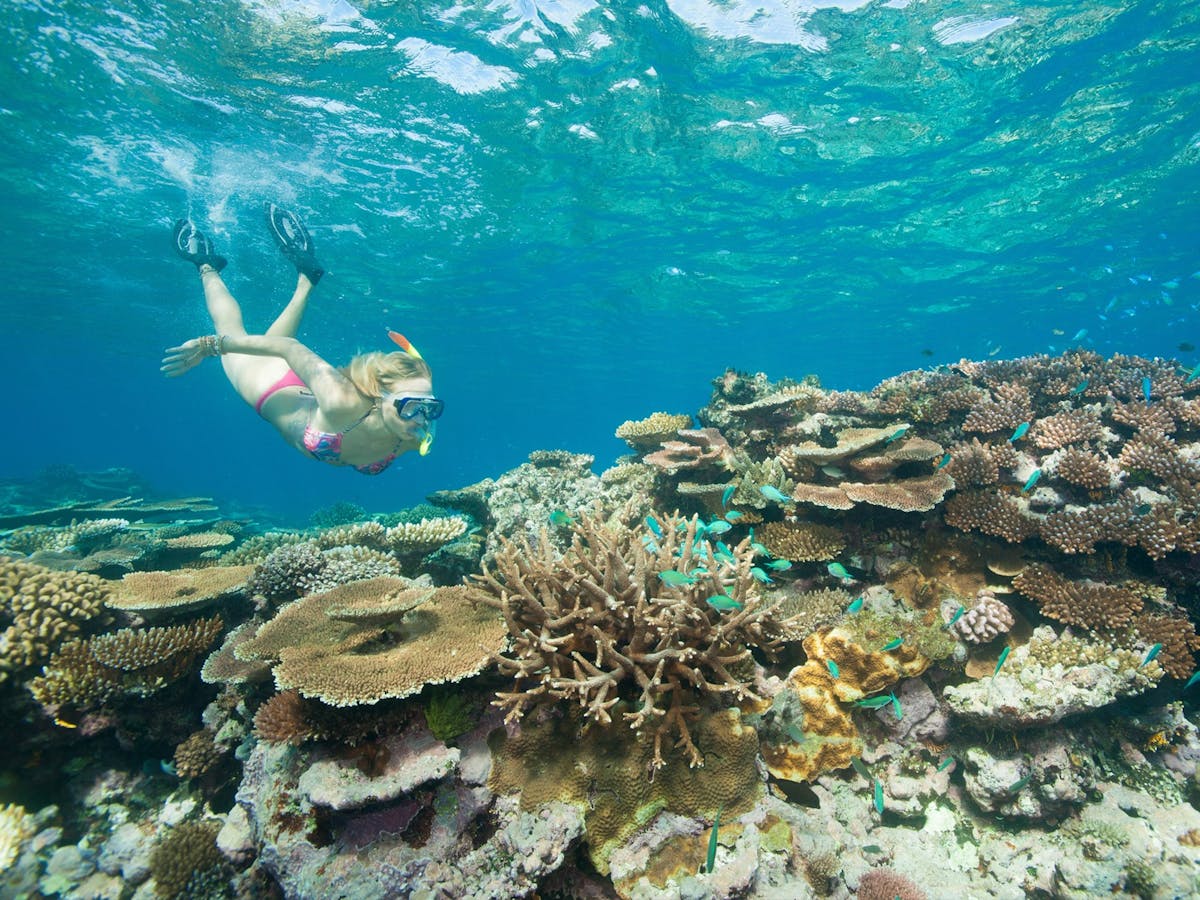 Snorkeller diving on the Great Barrier Reef