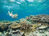 Snorkeller diving on the Great Barrier Reef