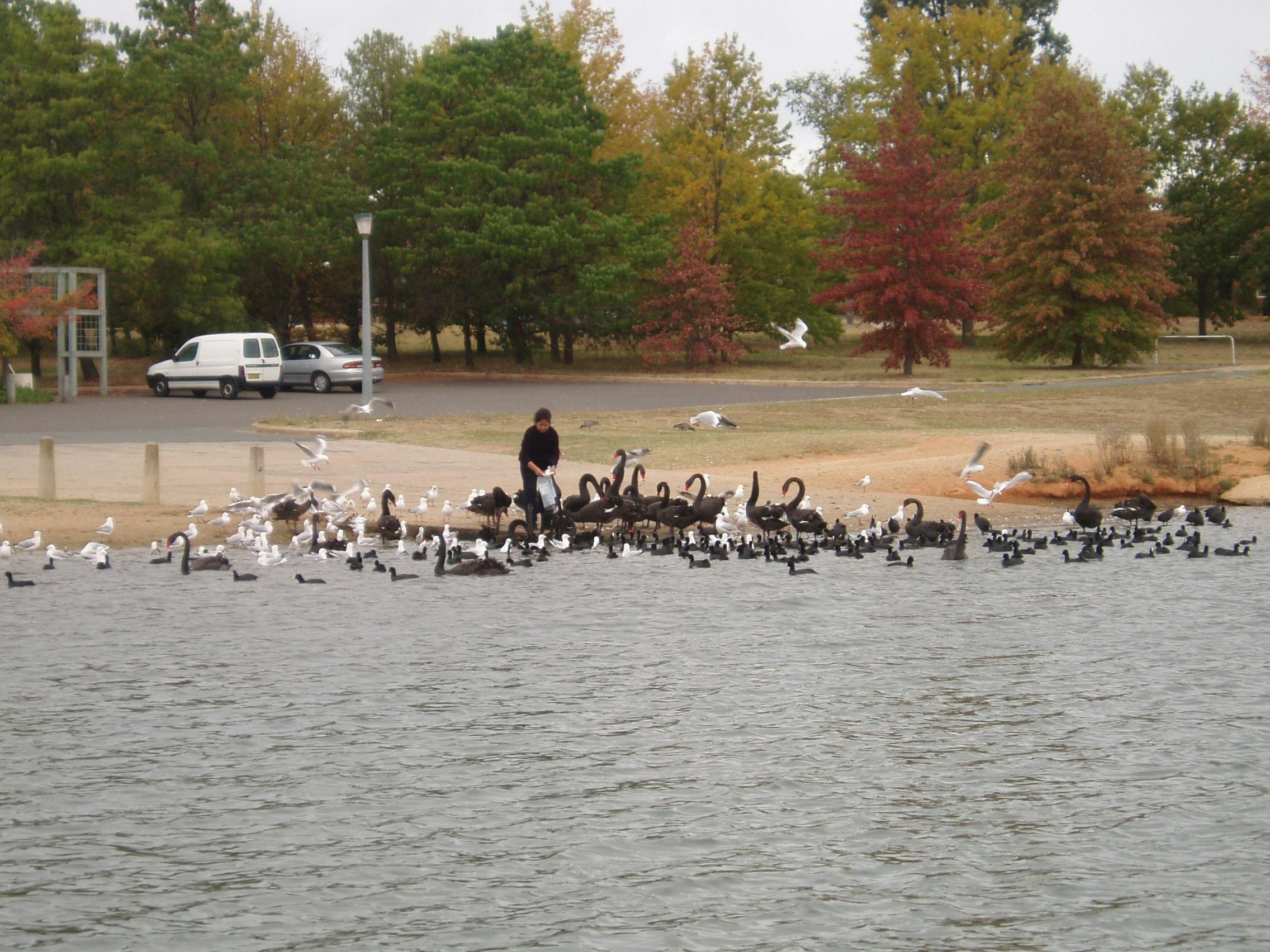 an easy feed for the flock