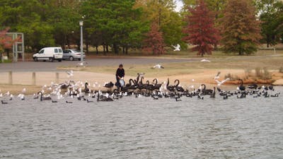 an easy feed for the flock