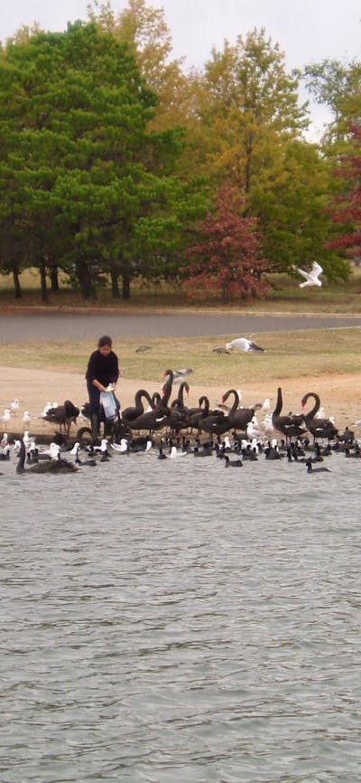 an easy feed for the flock