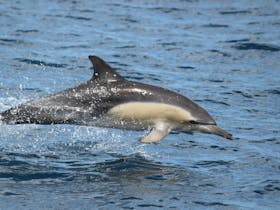 Dolphins are frequently seen on this cruise.