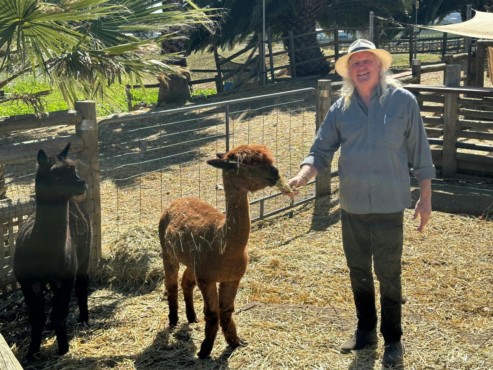Alpaca wrangler at Whitefeather Red winery