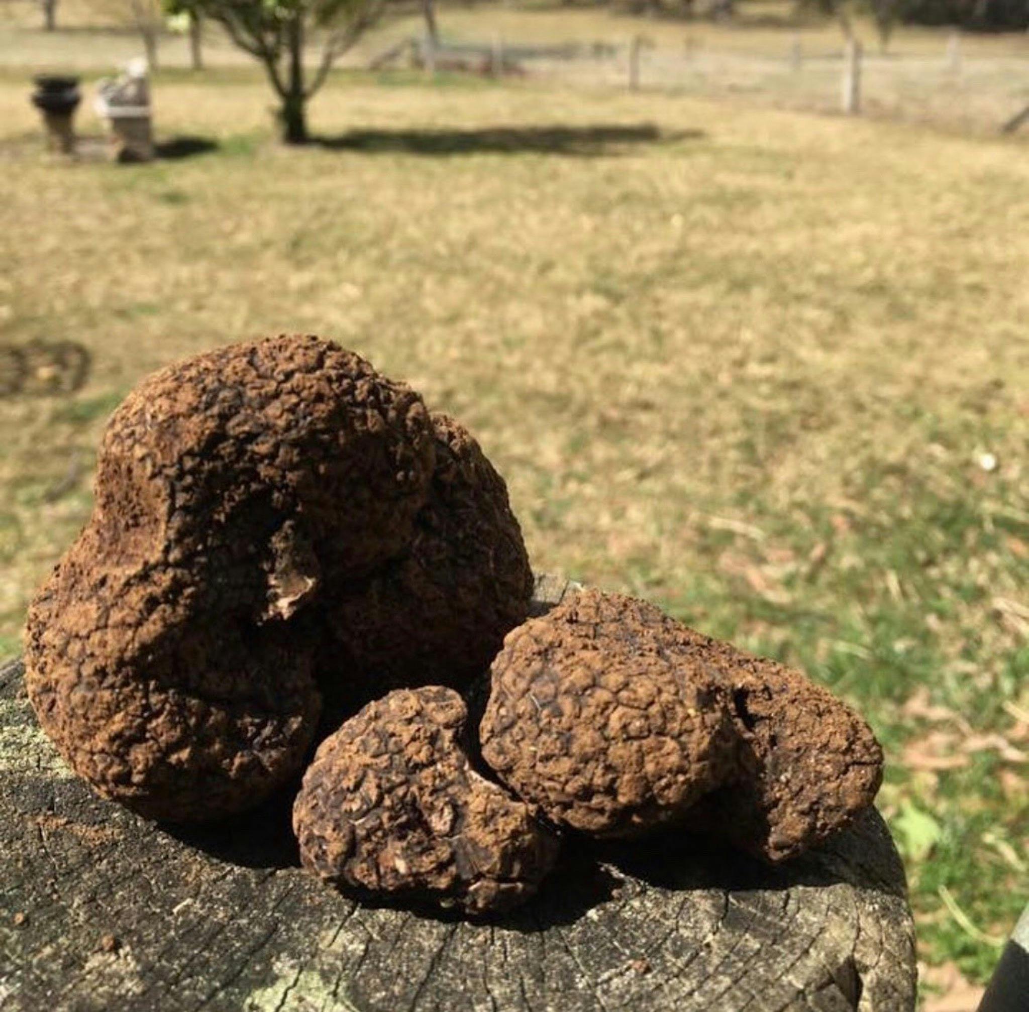 French Black Perigord Truffles