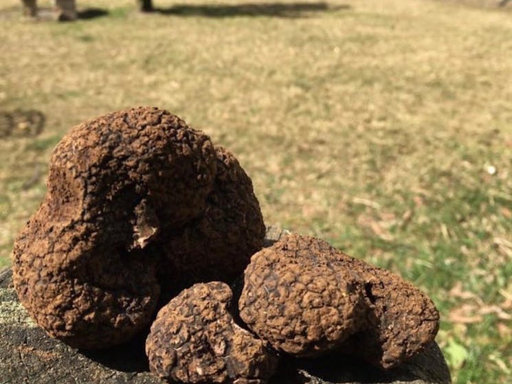 French Black Perigord Truffles