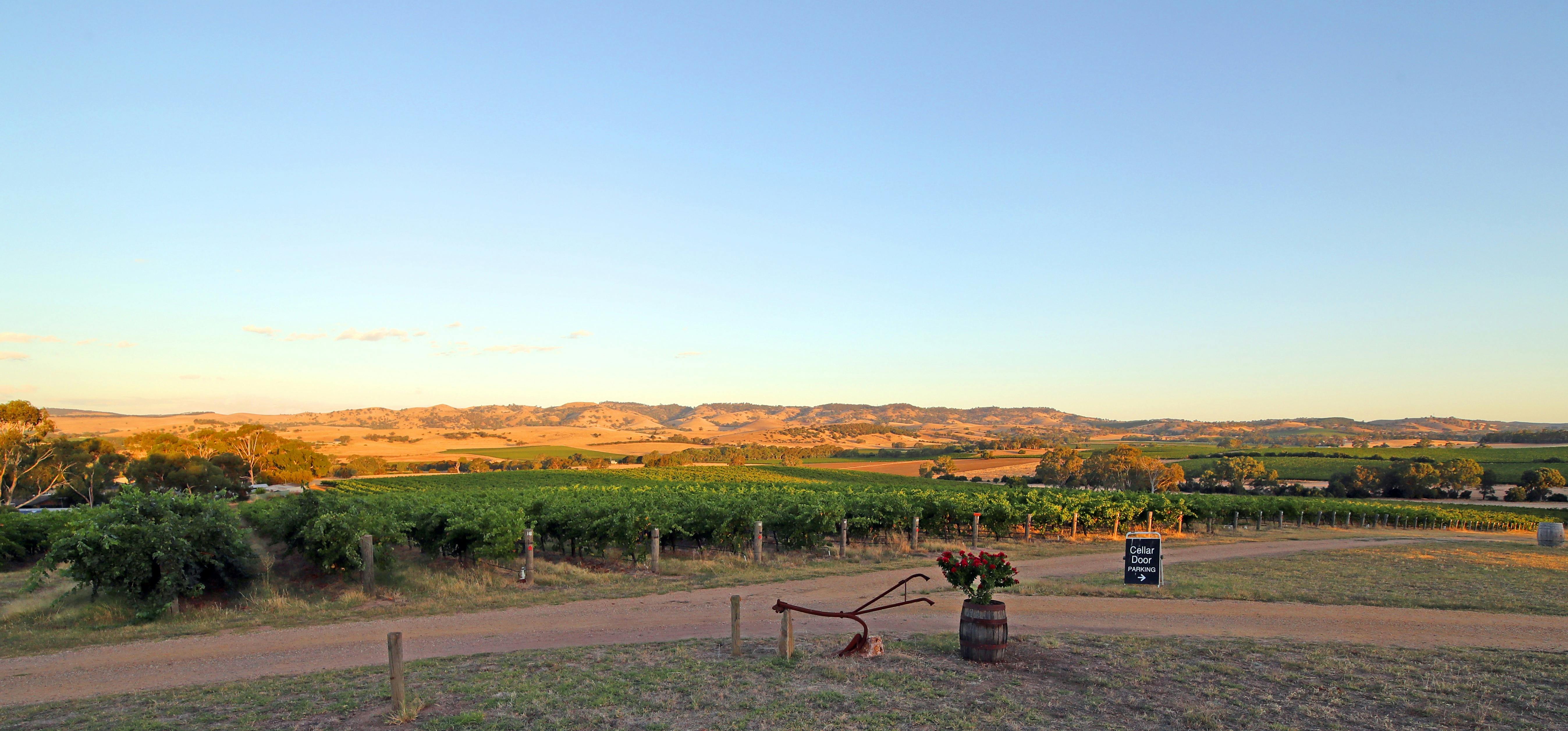 God's Hill Vineyard