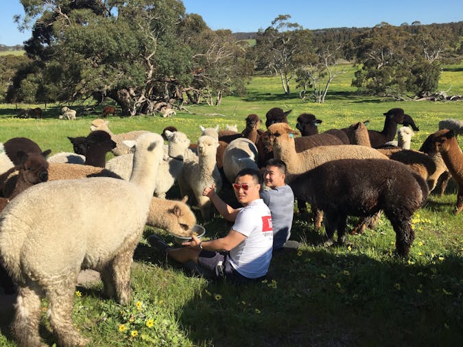 Softfoot Alpaca Farm