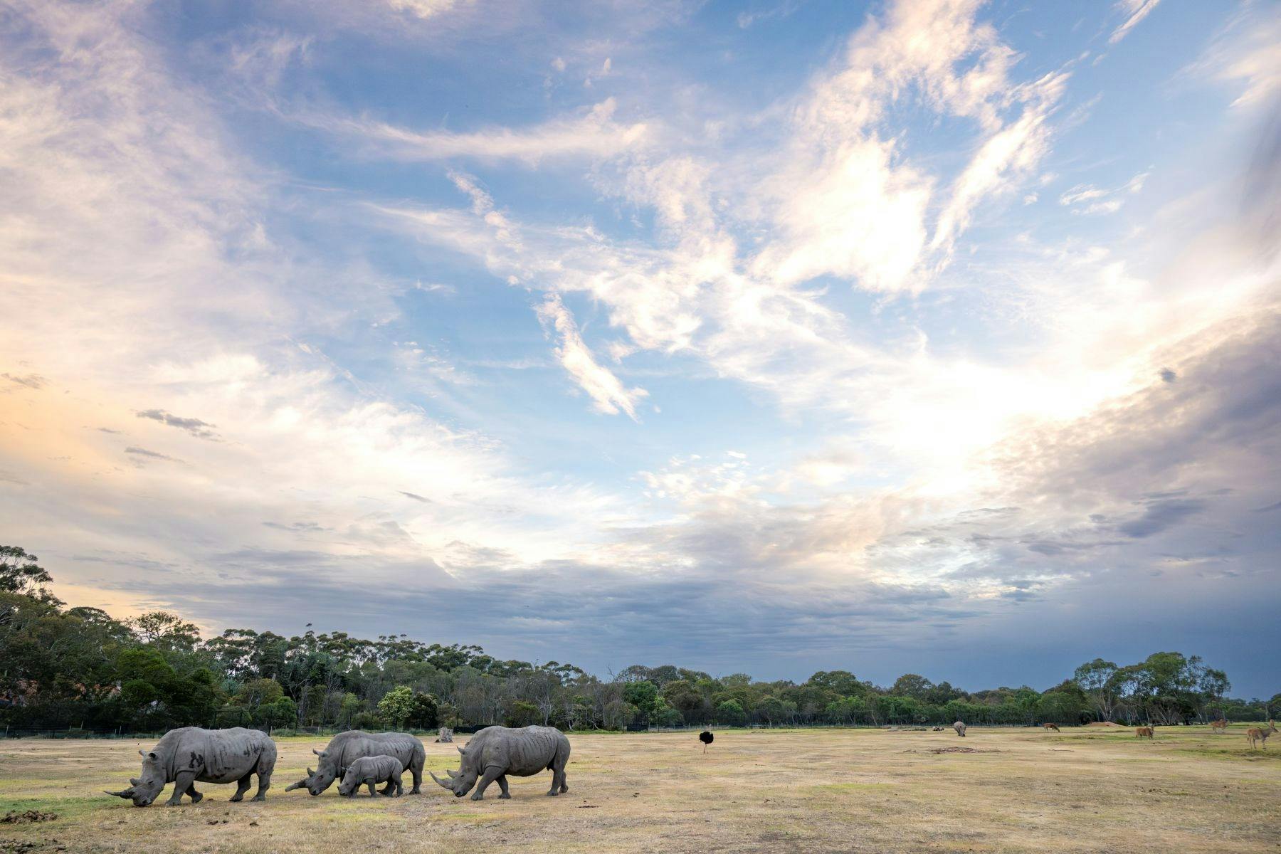 A herd of rhinoceroses walking through a field
