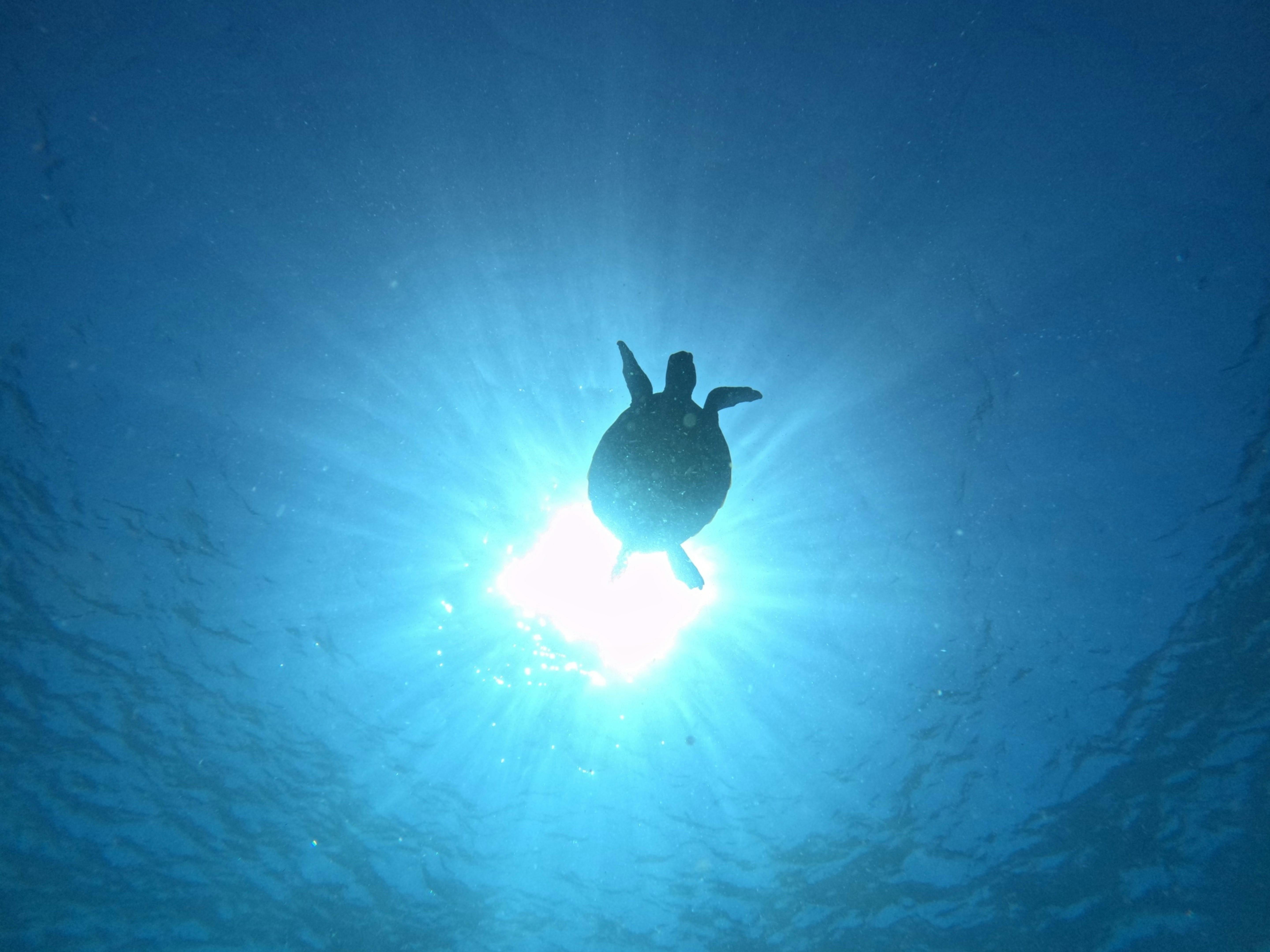 silhouette turtle