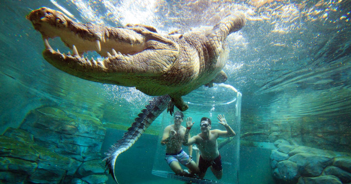Crocs cove sale